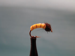 Yellow Larva (12-14)